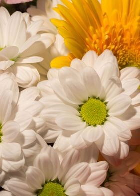 White daisy flowers