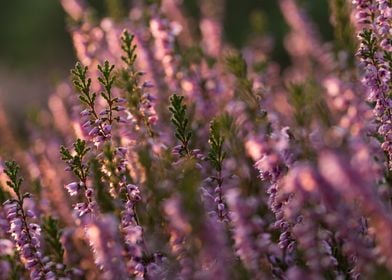 A field of heather