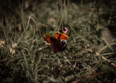 Red Butterfly