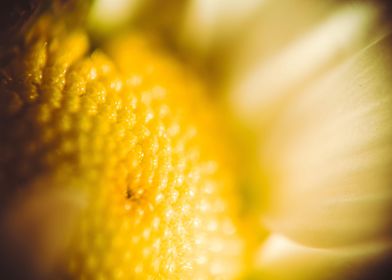 White daisy super macro