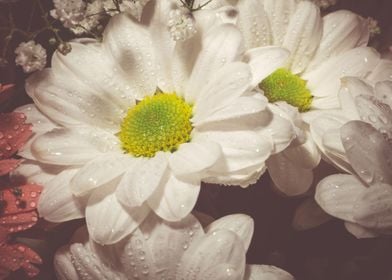 White daisy flowers macro