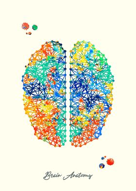 Brain Anatomy