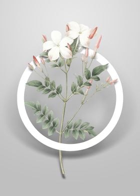 Spanish Jasmine Flower Art