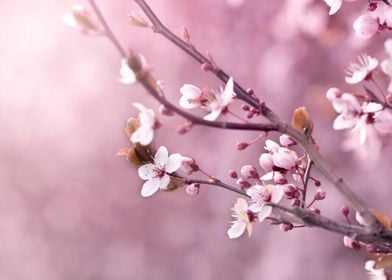 Japanese cherry blossoms