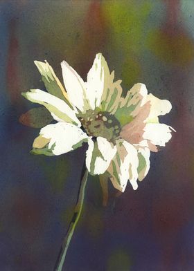 Daisy floral watercolor