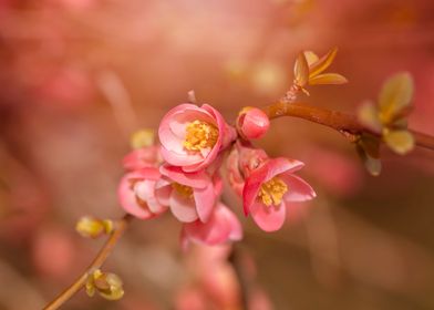 Pink spring Quince flowers