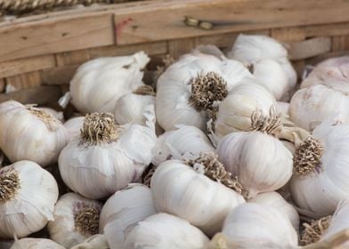 Garlic Harvest