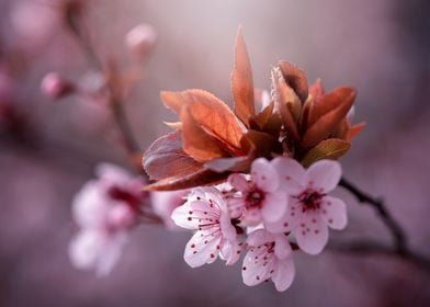 Japanese cherry blossoms