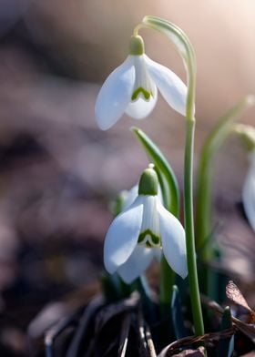 White snowdrops flowers