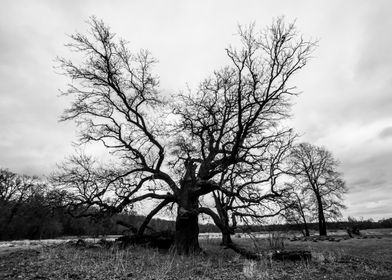 Old oaks