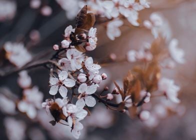 White Cherry blossom, tree