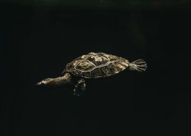 Turtle