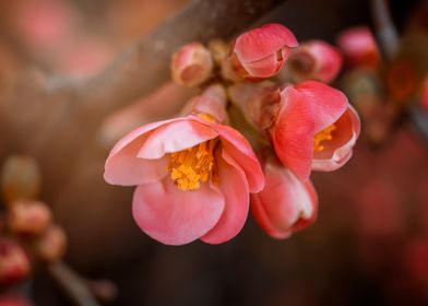 Orange Quince flowers 