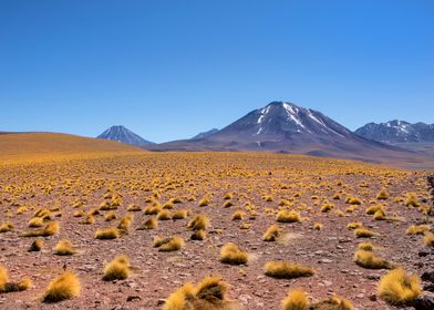 Atacama Landscape