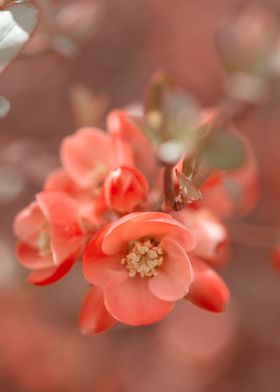  Orange Quince Flowers