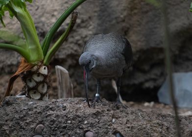 Hadada Ibis Bird Image