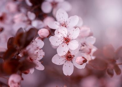 Pink cherry blossom flower