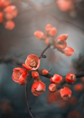 Orange Quince flowers 