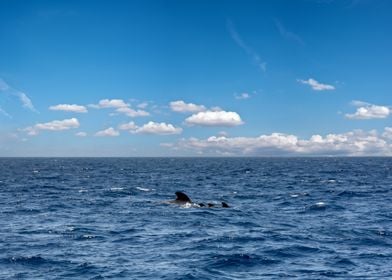 Whales in the sea