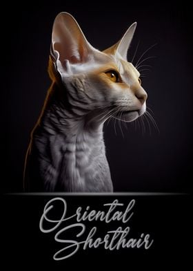 Oriental Shorthair