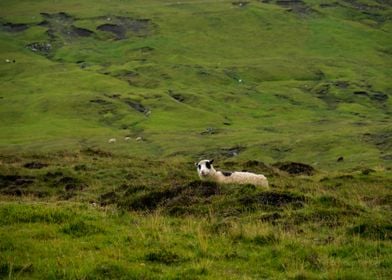 Faroe Islands and sheep