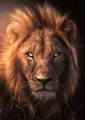 Majestic Lion Portrait