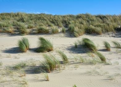 Sand dunes with beach gras