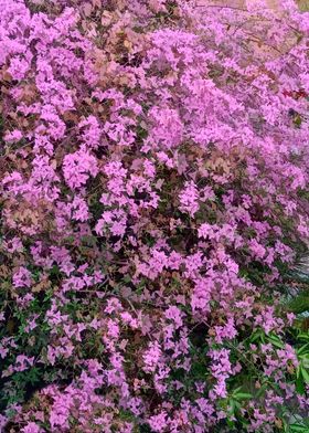 Bougainvillea