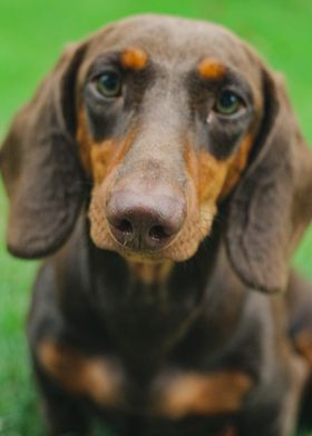 Dachshund Nose