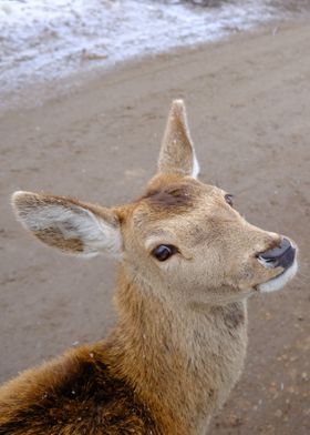 A litle deer 