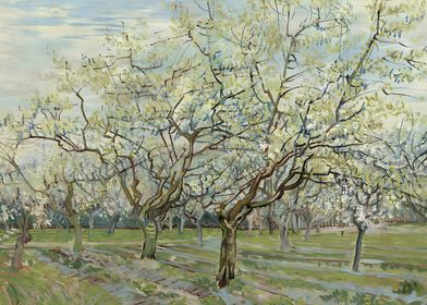 Orchard with Blossoming