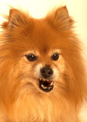 Angry Pomeranian Dog
