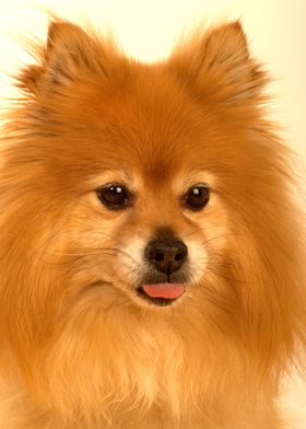 Cute Pomeranian Dog