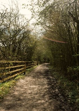 Sunny Woodland Path