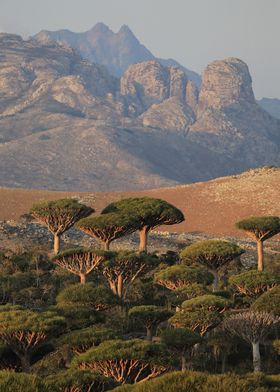 nature Dracaena draco tree