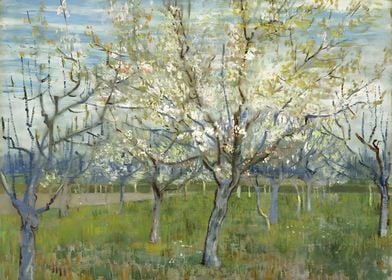 Apricot Trees