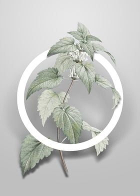 White Dead Nettle Plant