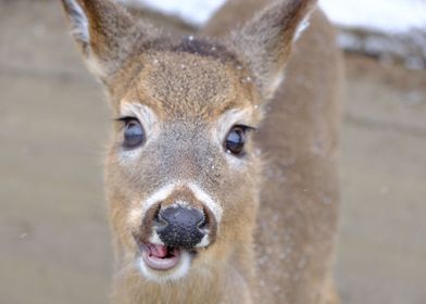 Happy cute deer