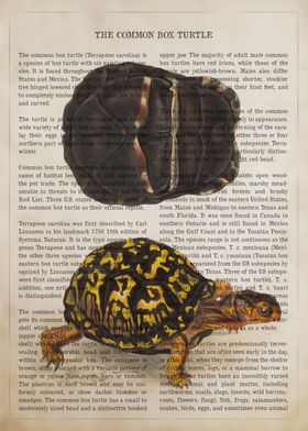 Common Box Turtle