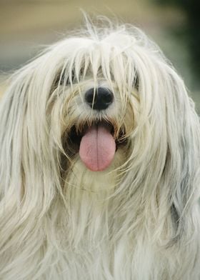 Tibetan Terrier Shaggy Dog