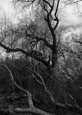 Monochrome Winter Forest