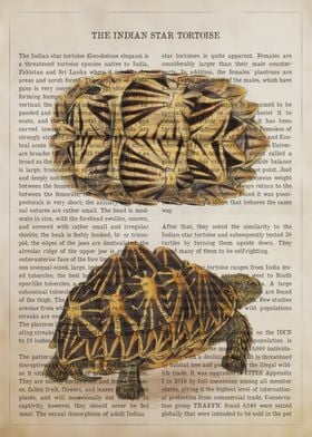  Indian Star Tortoise