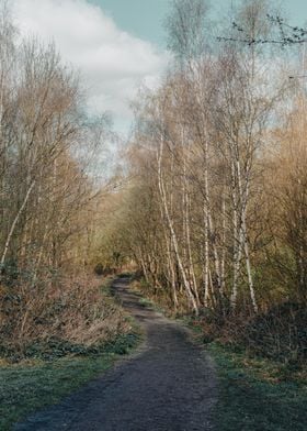 Winding Woodland Path