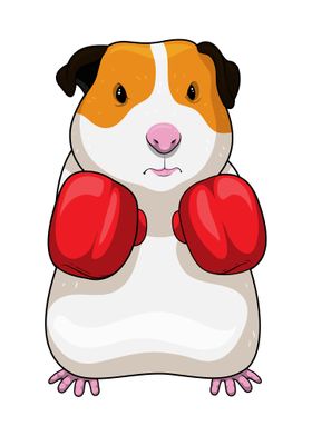 Guinea pig Boxer Boxing