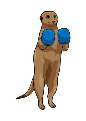 Meerkat Boxer Boxing 