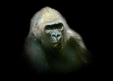 Gorilla portrait