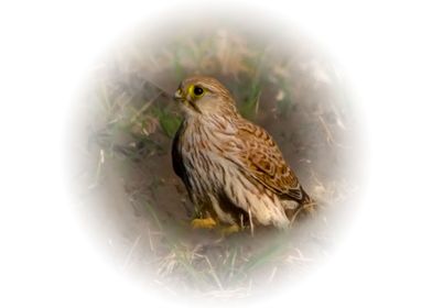 Kestrel