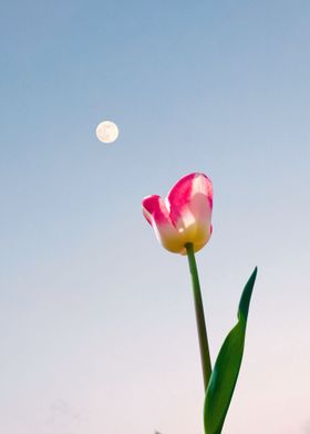 Moon Tulip