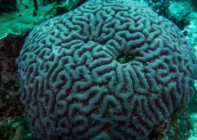 Hard coral underwater