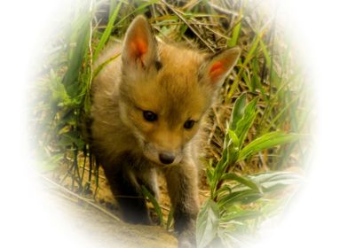 Red fox cub